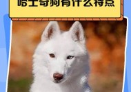 在地下城中如何骑乘哈士奇宠物？需要满足哪些条件？