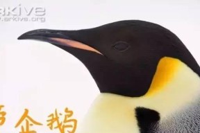《玩转微信打企鹅》（以微信打企鹅攻略为主题的游戏指南）