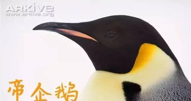 《玩转微信打企鹅》（以微信打企鹅攻略为主题的游戏指南）  第1张