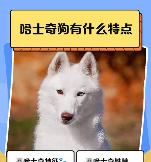 在地下城中如何骑乘哈士奇宠物？需要满足哪些条件？  第1张